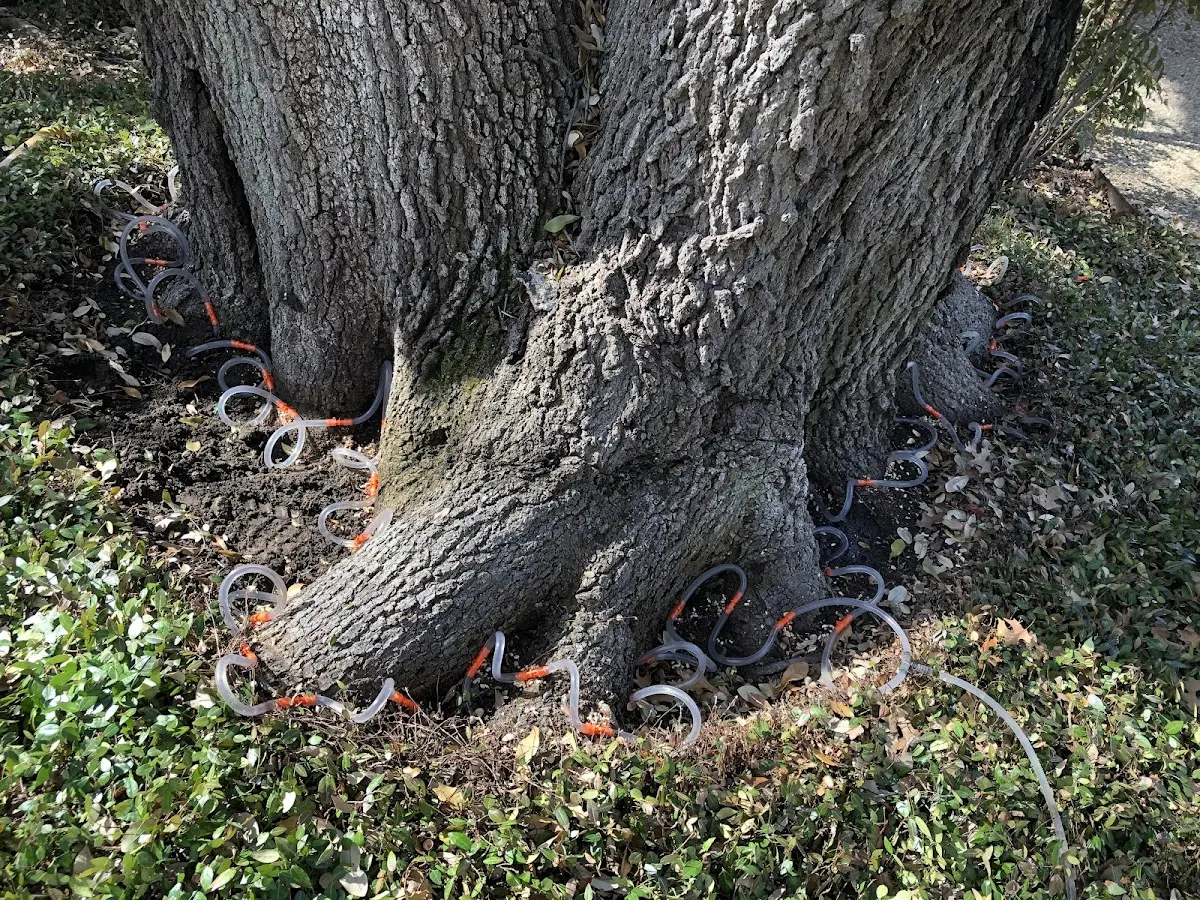 Detailed Tree Cabling and Bracing job site in Fort Madison
