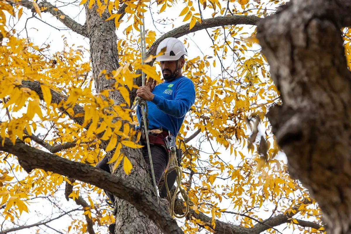Skilled Tree Transplanting crew working in Fort Madison
